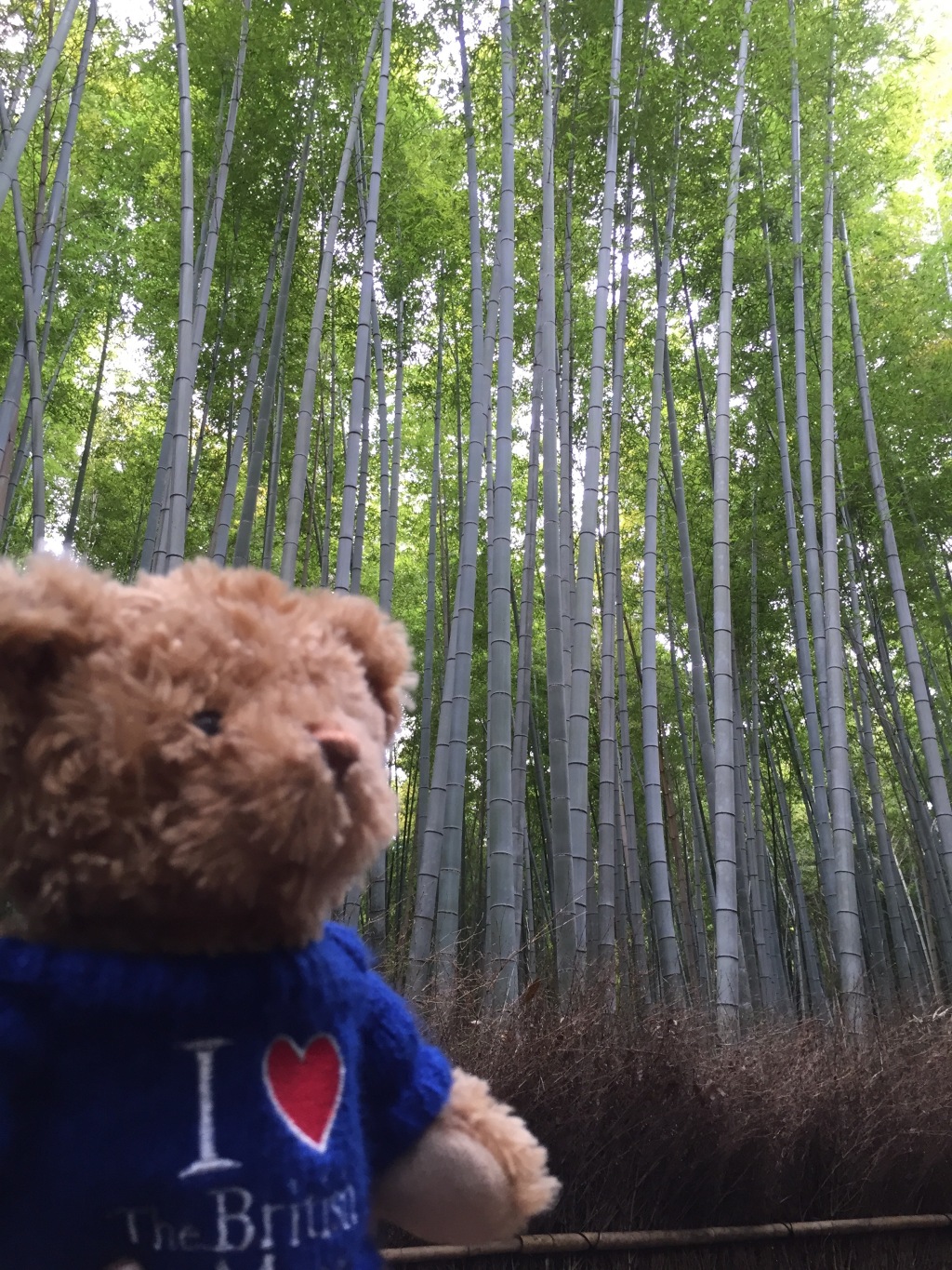 [2015京阪神奈名大冒險]　超多人的嵐山一日遊